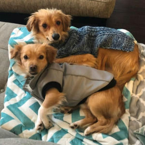 Meet your Posher, Daisy